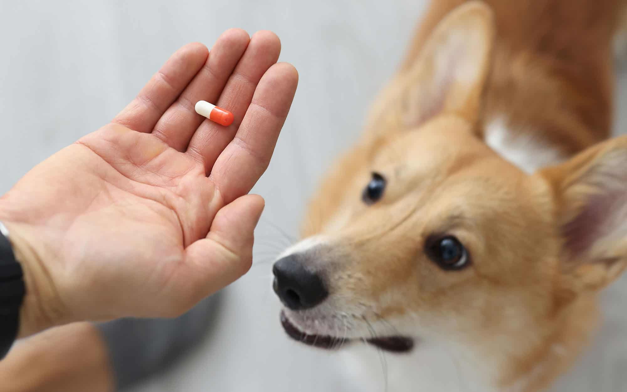 Pet Supplement Manufacturers VitaCare Pharma